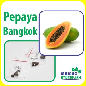 Benih Pepaya Bangkok Unggulan berkualitas biji bibit hydroponik hidroponik sayuran tanaman buah