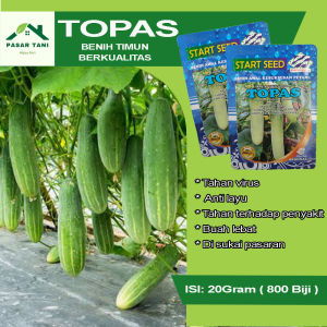 (TERLARIS) Benih Timun TOPAS 20 Gram Isi 800 Biji Timun Lalap Buah Lebat Berkualitas Unggul Steril Anti Virus Panen Berkali Kali