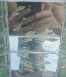 Endler Guppy(Wild Guppy) for Aquarium Decoration