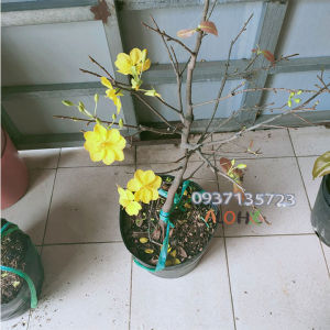 [HCM]cây mai vàng