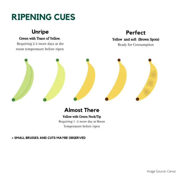 Pisang%20Berangan%20Malaysian%20Bananas%20-%20Image%202