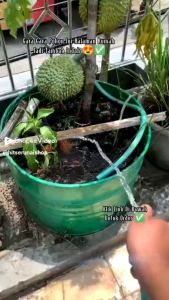 bibit durian musang king bibit durian musang king super siap di tanam HASIL SEMAIYAN