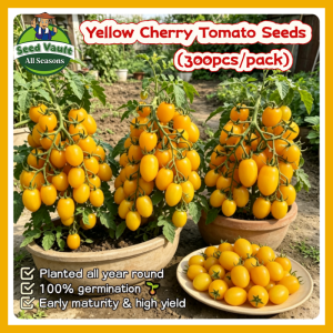 100% Legit High Germination 300pcs Yellow Cherry Tomato Seeds for Planting Fruits Dwarf Cherry Tomato Seeds for Sale Organic Fruit Seeds Cherry Tomato Vegetable Seeds for Gardening Balcony Potted Sweet Cherry Tomato Seedlings Live Tomato Plants Seeds