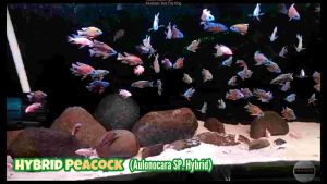[PAKAN CICHLID] Pelet Ikan HD CICHLID floating (apung) 100 gr