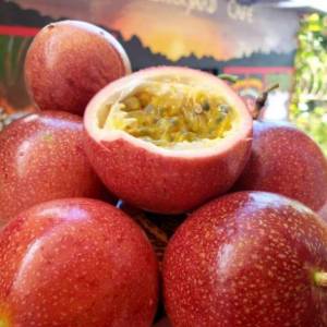 bibit buah markisa merah | manis | sudah berbuah