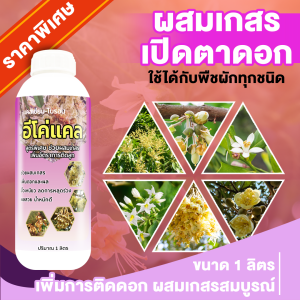 เปิดตาดอก ผสมเกสร อีโค่แคลจุอ๊า แคลเซียมโบรอนเป็รสูตรคีเลต ช่วยในการผสมเกสร ขั้วเหนียว ดอกสมบูรณ์ ขนาด 1 ลิตร ปกติ 1590 ลดเหลือ 890