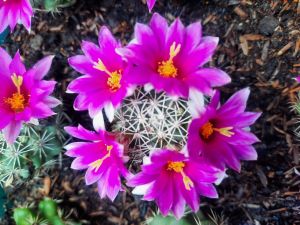 XƯƠNG RỒNG Manmi hoa tím.  - Tặng chậu nhựa nhỏ