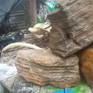 BATU AQUASCAPE BATU OSCAR /1KG