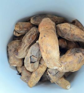 Ubi madu  cileumbu mentah manis 1kg