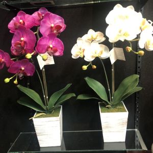 OrientalFineArt กระถางกล้วยไม้ประดิษฐ์ กล้วยไม้สีขาวจัดในกระถางไม้สี่เหลี่ยม กระถางดอกไม้ประดิษฐ์ตกแต่งบ้าน