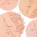 Careline Oil Control Face Powder 10g [Makeup, Natural finish, lightweight]. 