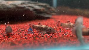 Panda Garra/Algae Eater/Freshwater 熊猫青苔鼠/活鱼/食藻者(Sin Quan Aquaculture Enterprise)