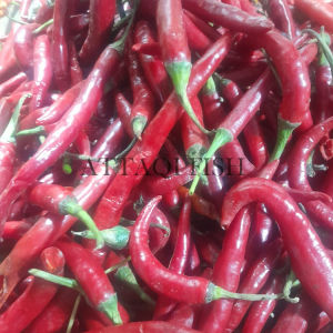 Cabai Merah Besar Fresh 1 KG Murah