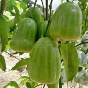 Bibit Tanaman Buah Jambu Air Super Green