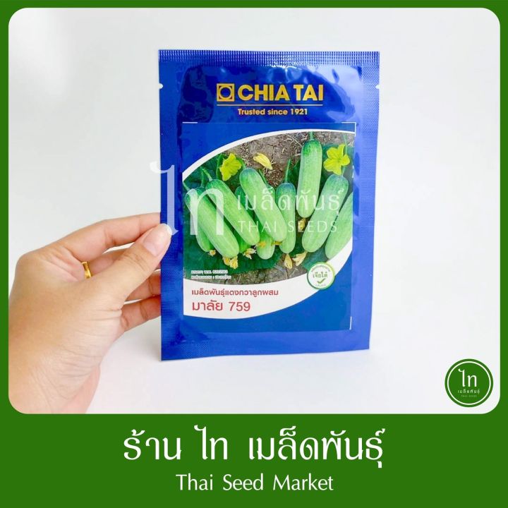 เมล็ดแตงกวาลูกผสม มาลัย 759 เจียไต๋
