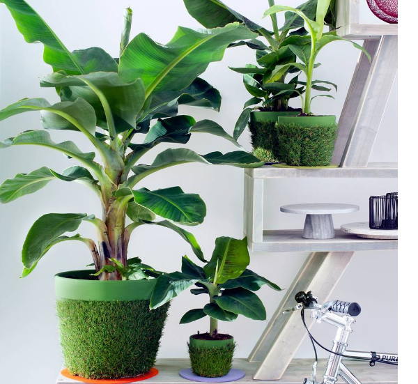 C%C3%A2y%20chu%E1%BB%91i%20c%E1%BA%A3nh%20si%C3%AAu%20l%C3%B9n%20mini,%20c%C3%A2y%20%C4%91%E1%BA%B9p,%20gi%E1%BB%91ng%20chu%E1%BA%A9n%20-%20Image%208