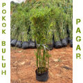 Pokok buluh Pagar / pelenting thai murah. 