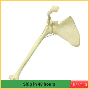 GREATLH-Human Shoulder Joint Model Shoulder Joint Drilling Practices Model Foam Cortical