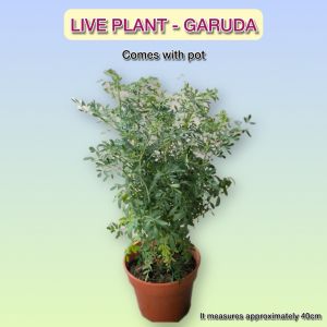 Garuda Plant Hardy Garden Herb with Drainage Pot | Pokok Garuda Lasak Bersama Pasu Saliran | 芸香耐旱盆栽附排水孔