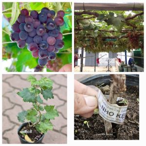 Cây nho giống leo giàn vừa che mát vừa có trái ăn Minh Hân Garden