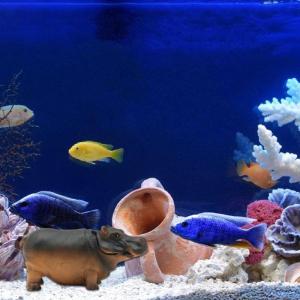 Bể cá cảnh Quan Nhân tạo bong bóng đá hà mã bể cá cảnh quan cho nuôi tôm đồ trang trí cảnh quan thủ công