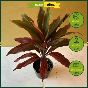 Cây Phát Tài Đỏ - Cây Cảnh Sân Vườn