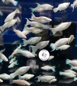 Platinum Molly Fish (10ekor)/ Live fish/ Freshwater