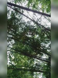 希可颜气垫梳子气囊按摩梳高颅顶蓬松迷你便携小号天然楠竹Hikvision Air Cushion Comb Airbag Massage Comb High Headtop Fluffy Mini Portable Small Natural Bamboo