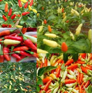 Combo 2 gói hạt giống ớt xiêm trắng thái lan -gói 50 hạt-tặng kèm phân bón