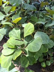 ต้นสาริกาลิ้นทอง ทรงพุ่มใหญ่ ขนาดสูง 80-85 ซม.  พร้อมกระถางพลาสติก