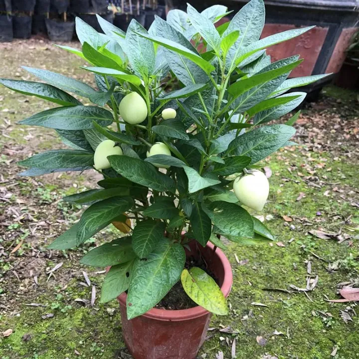 20PCS Pepino Melon Seeds Gardening Ginseng Fruit Seeds Organic Bonsai Tree Seed Indoor and Outdoor Real Plants Potted Live Plants for Sale Garden Decor rijk zwaan