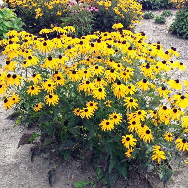 Black%20Eyed%20Susan%20Flower%20Seeds%20Rare%20Flower%20Seeds%20Heirloom%20Flower%20Seeds%20Organic%20Seeds%20Rudbeckia%20Seeds%20for%20Planting%20Rudbeckia%20Seeds%20for%20Gardening%20-%20Image%205