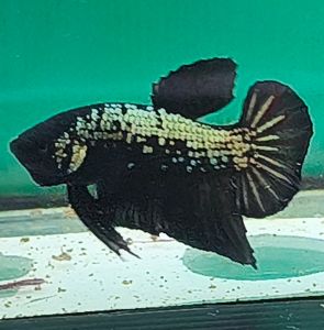 Plakat Samurai 黑武士将军 Betta Fish/Ikan Laga/斗鱼/打架鱼 (Male/Jantan/公鱼) Junior Size M