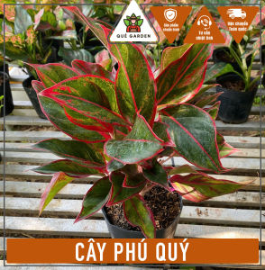 Cây Phú Quý - Tổng thể tầm 30-40 cm - Kiểng lá mang tài lộc!