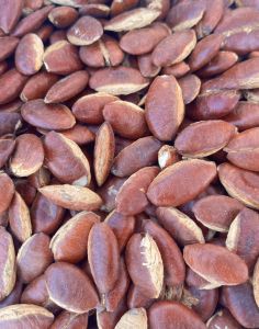 บักบก หมากกะบก คั่วสดๆใหม่พร้อมทาน