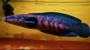 Red Sentarum 5-6inci