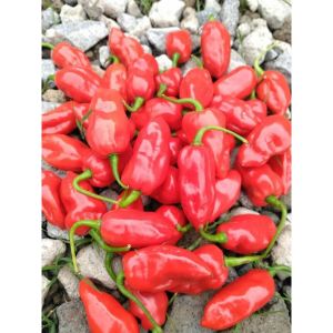 5 BUTIR BIJI/BENIH TANAMAN CABE DORSET NAGA