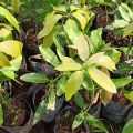 Bisa COD Bibit mangga garifta merah Tinggi 1 Meter Up Batang Besar. 