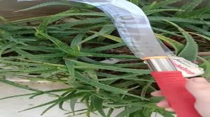 01) Liềm ngoặc cỏ ngoặc cây giựt cành lưỡi thép sắc bén (ngoặc cán đỏ)