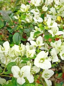 rare bougainvillea varieties cuttings
