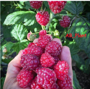 Bibit Raspberry Merah Super Cepat Berbuah unggul