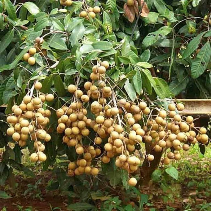 Bibit Kelengkeng Seedling Termurah Siap Tanam