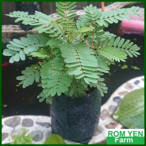 ต้นแค ต้นแคเตี้ย ต้นแคบ้าน ต้นแคขาว ในถุงดำ 5 นิ้ว