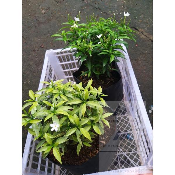 Variegated Silver Pandakaki/ Green Pandakaki live plant | Lazada PH