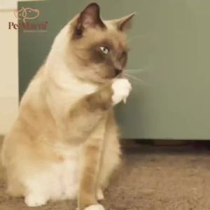 Marra Raw Coated Raw Recipe  Cat and Kitten Dry Food Beef Chicken Liver 1kg 5kg Collection