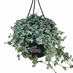 tanaman hias  gantung pilea gualuka baby tears