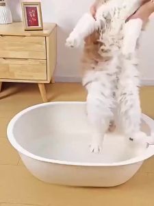 Cat Steam Brush 3 in 1 Steam Cat Brush Cat Hair Removal Dog Steam Brush Massage Grooming