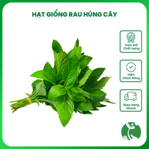 Hạt giống rau Húng Cây (Húng thơm) gói 0.2gr trồng quanh năm