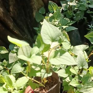 🌿พลูคาว ต้นพลูคาว คาวตอง พร้อมปลูก ซื้อครบ 10 รับ ฟรี 2 ถุงดำจ้า🌿