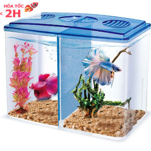 Bể Cá Mini 20x15x9cm 2 Ngăn Siêu Tiện Lợi Để Bàn